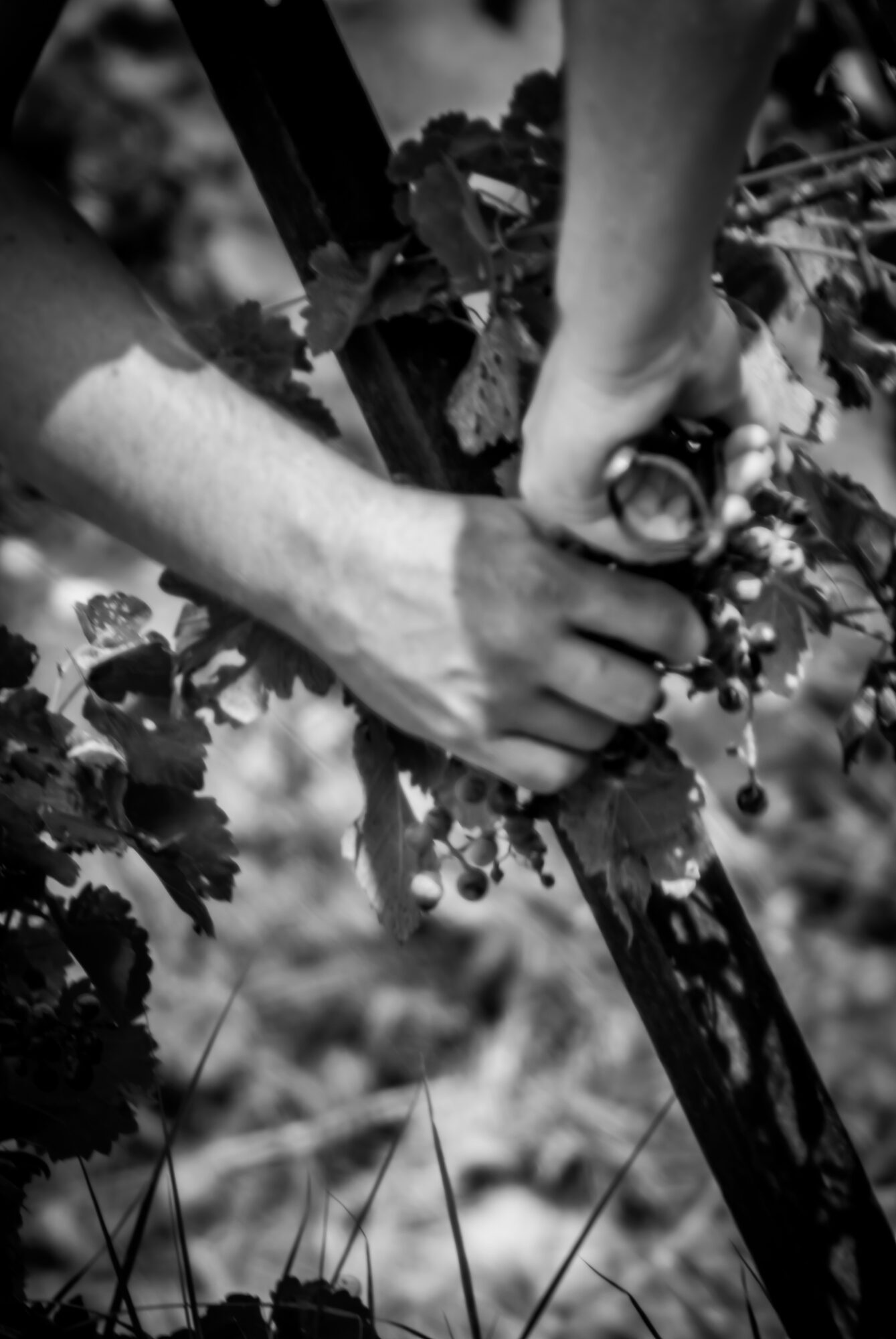 Au cœur des vendanges  (Vivez la naissance d'un millésime)