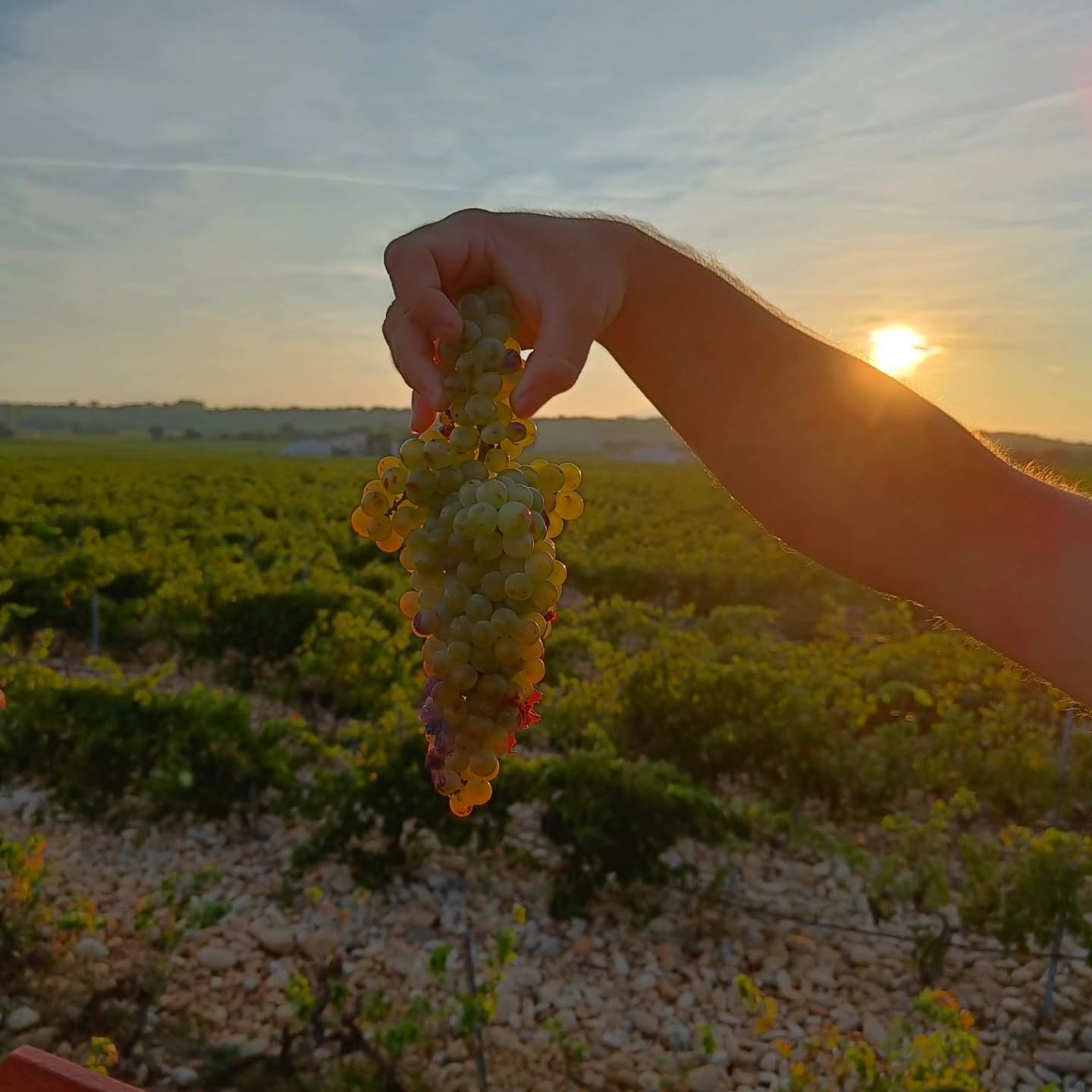 Vendanges 2026